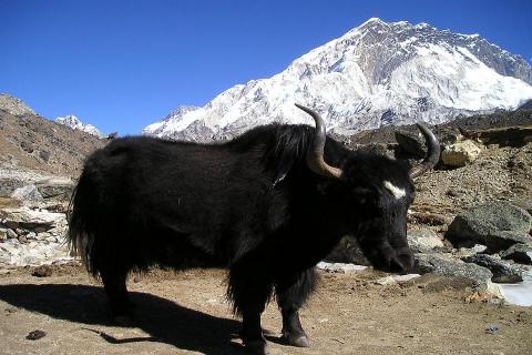 Reasons to go trekking in Nepal
